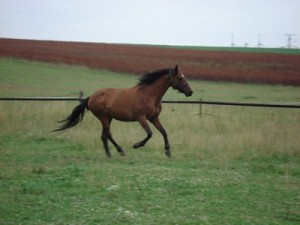 Obrazek